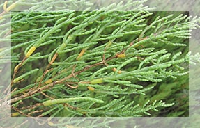 Salicornia