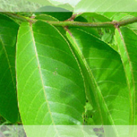 Banaba leaves